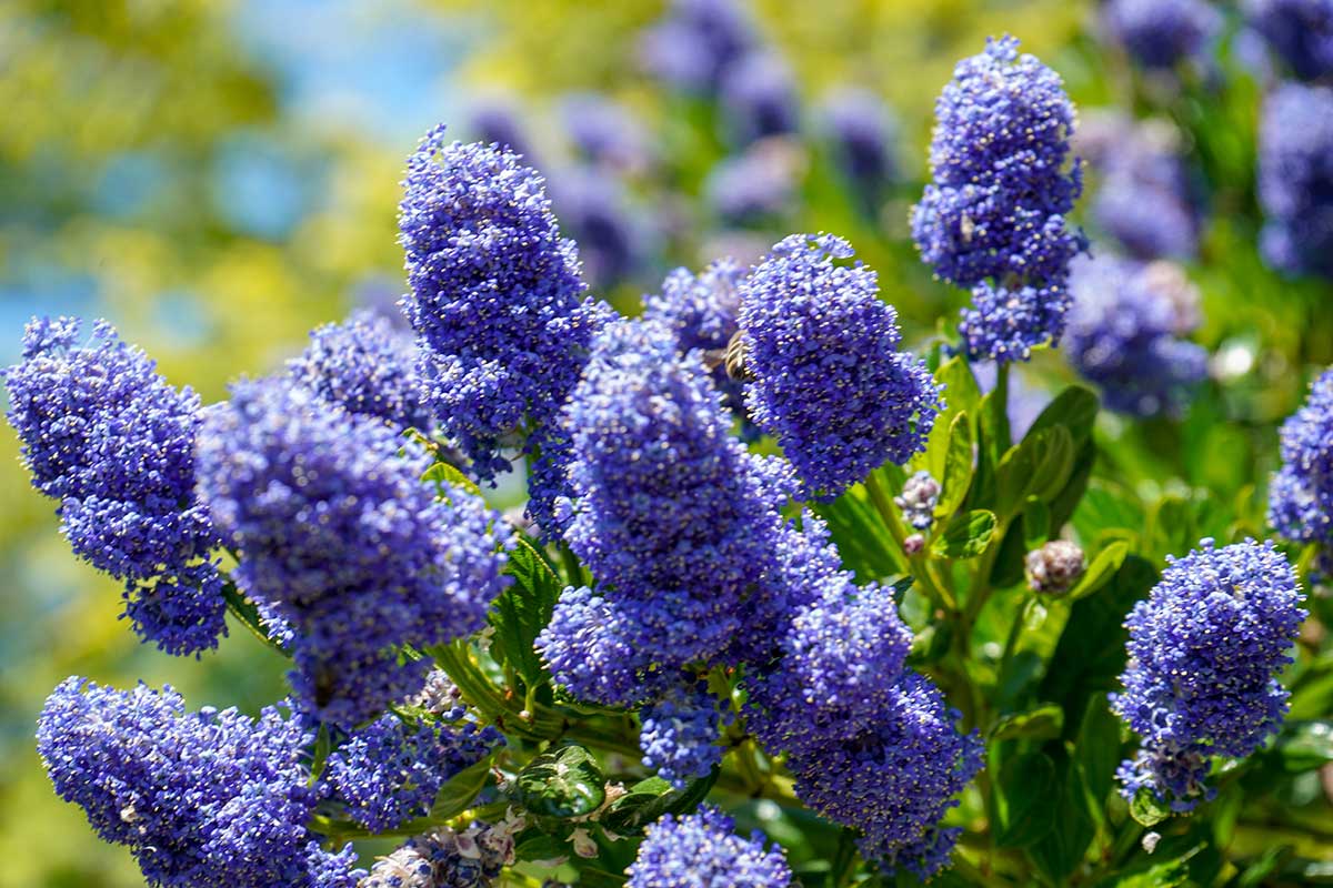 Spring-blooming Lilac