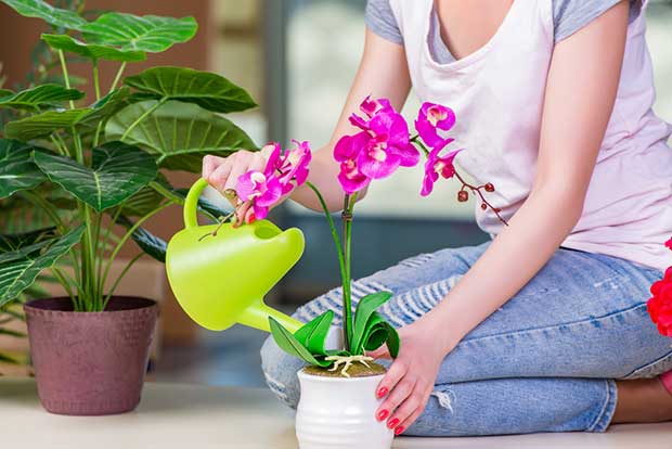 watering an orchid