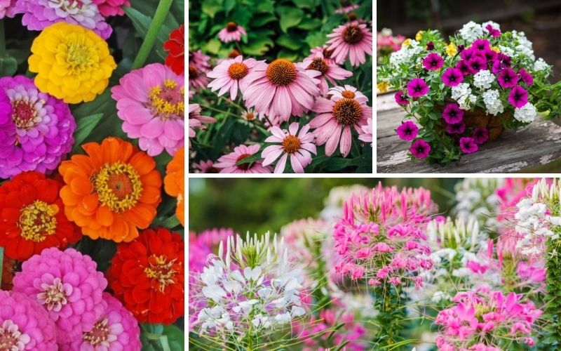 10 Backyard Garden Flowers You Can't Kill