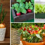 10 Best Vegetables to Grow in Containers