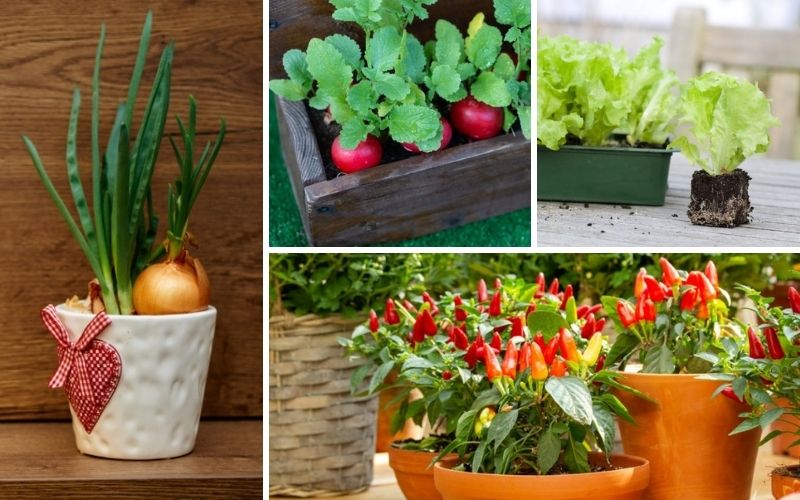 10 Best Vegetables to Grow in Containers