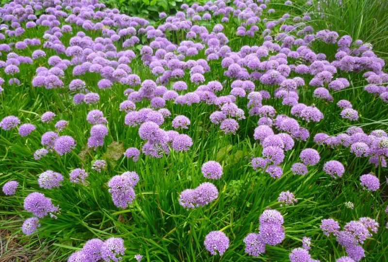 Allium