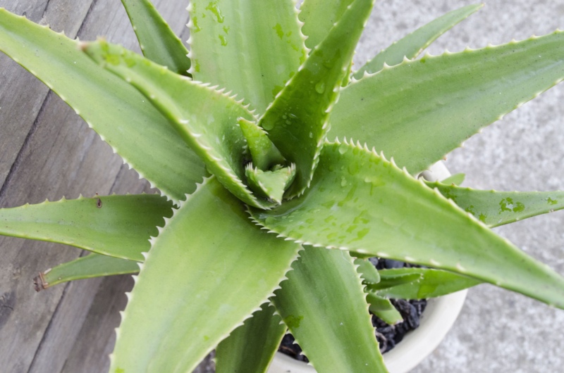 Aloe Plants