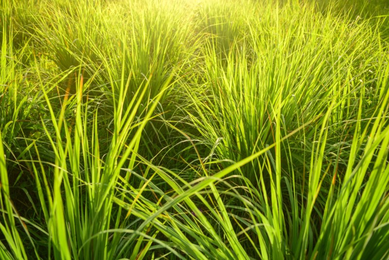 Citronella