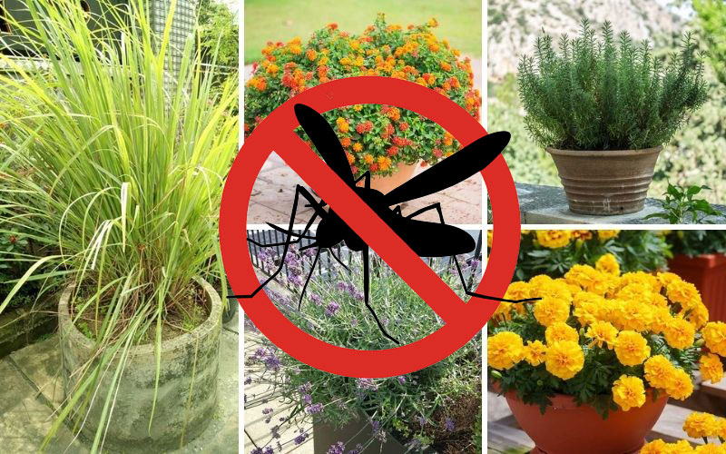 Container Plants that Repel Mosquitoes