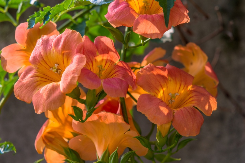 Daylillies