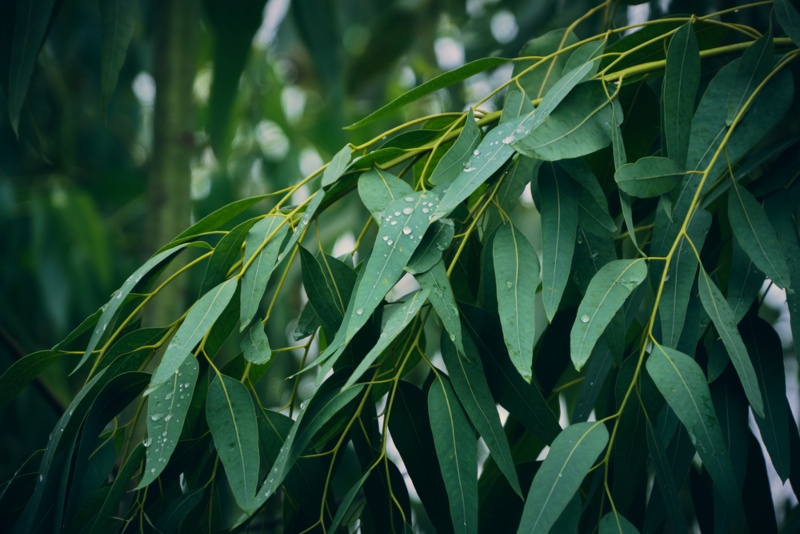 Eucalyptus