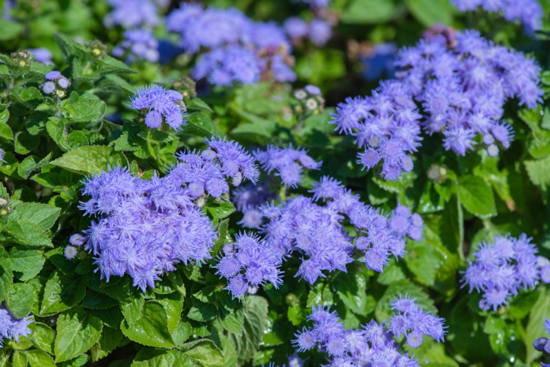 Floss Flower