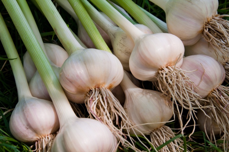 Garlic