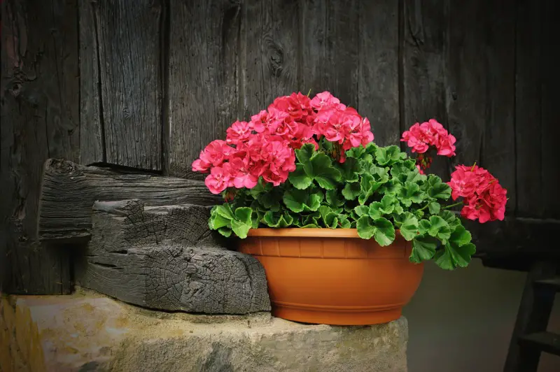 Geraniums