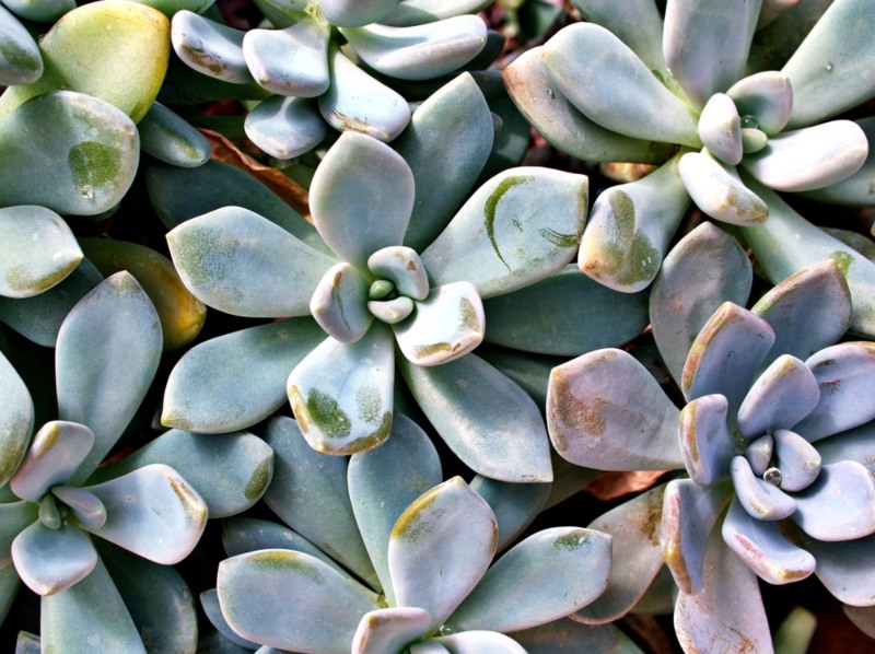 Ghost Plant