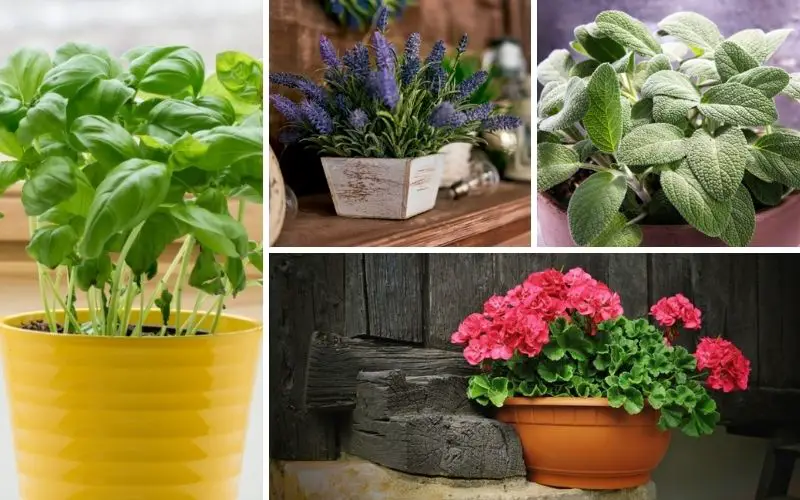 Indoor Plants that Repel Mosquitoes