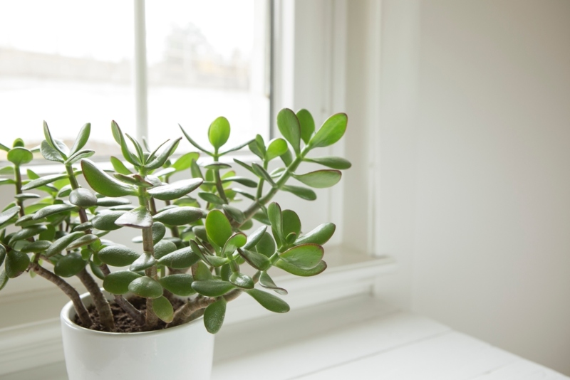 Jade Plants
