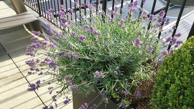 Lavender in container