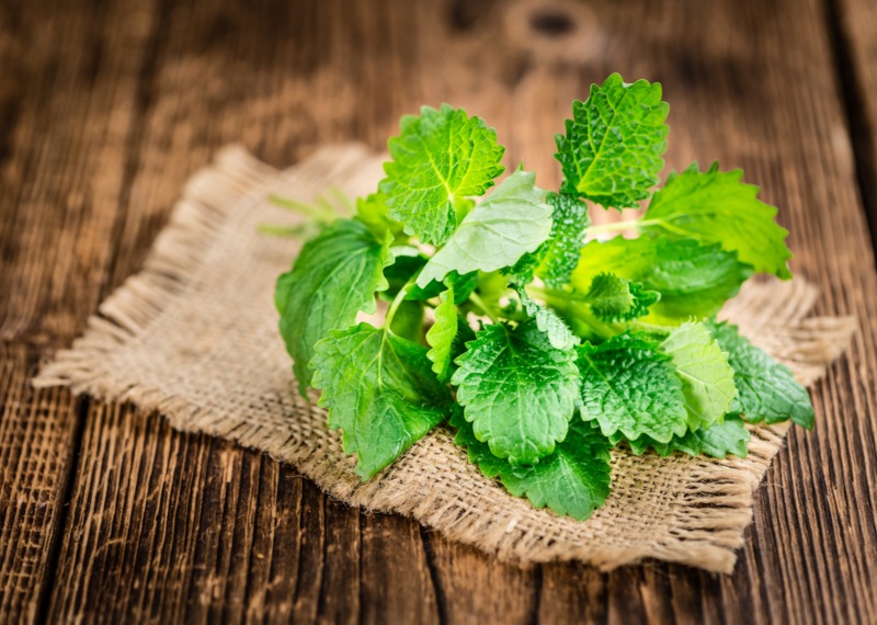 Lemon Balm