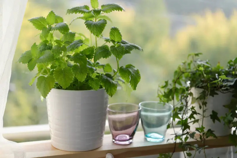 Lemon Balm