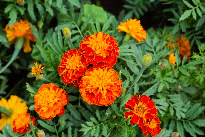 Marigolds