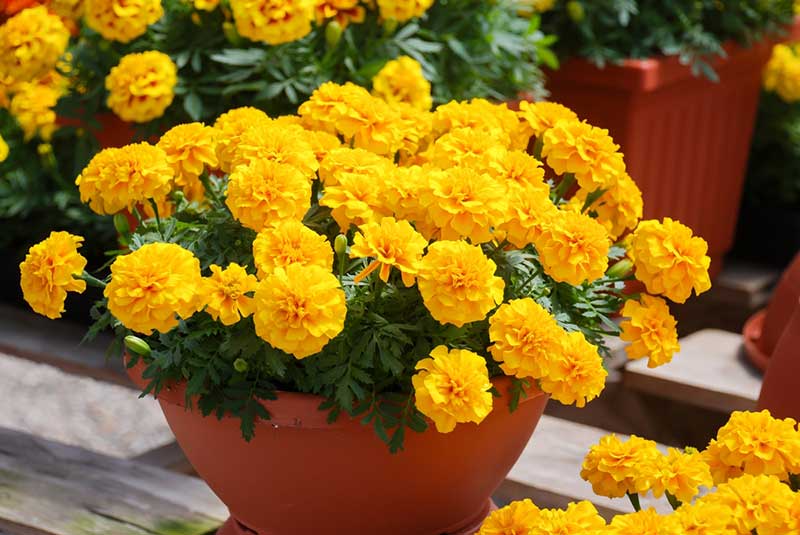 Marigolds in container