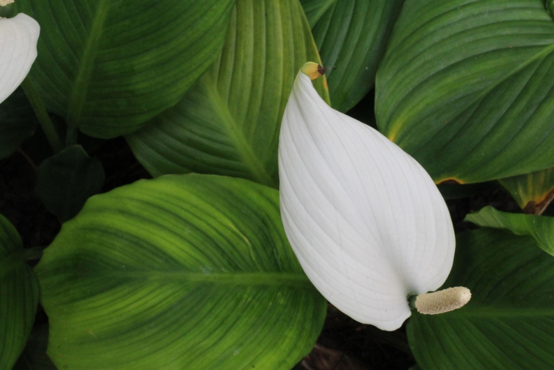 Peace Lillies