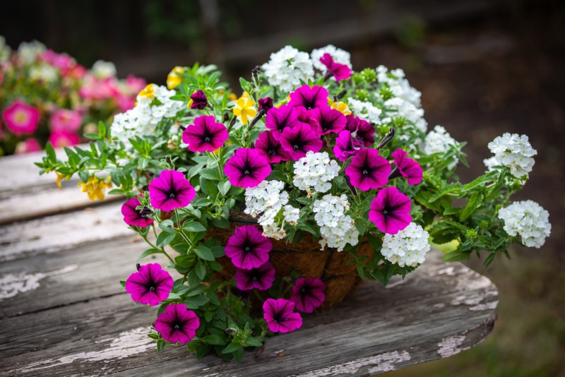 Petunias