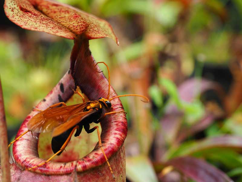 Pitcher Plant