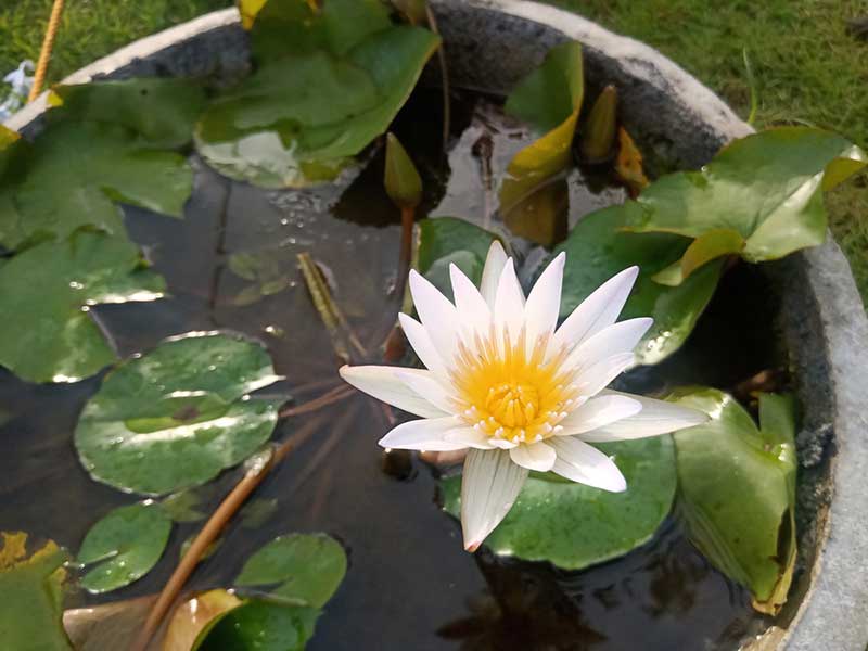 Potted Water Lilies