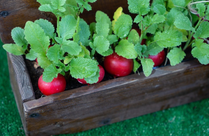 Radishes