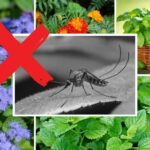 Shade Plants that repel Mosquitoes