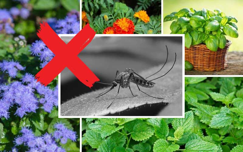 Shade Plants that repel Mosquitoes