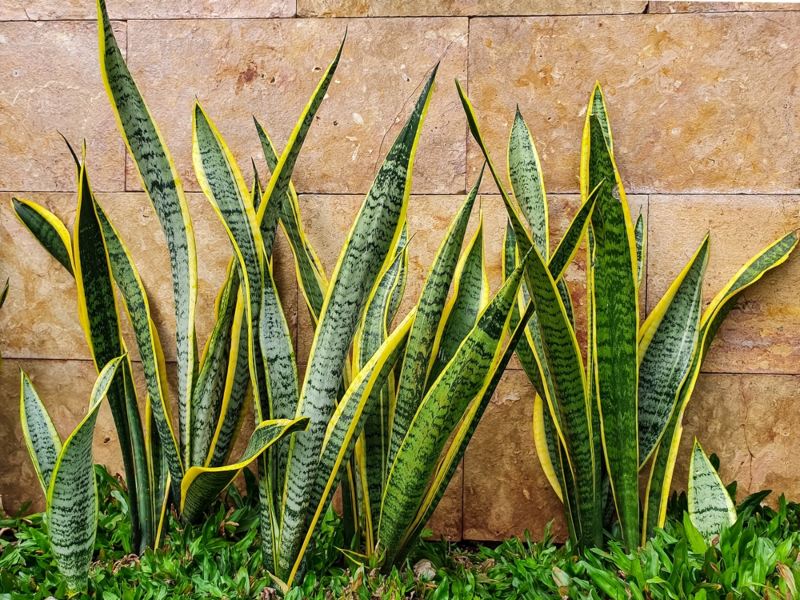 Snake Plant or Mother-In-Law's Tongue