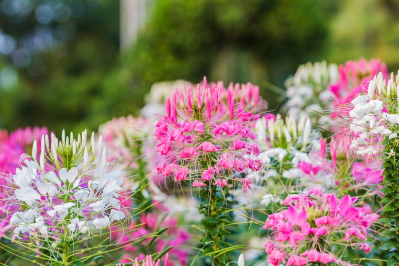 Spider Flower