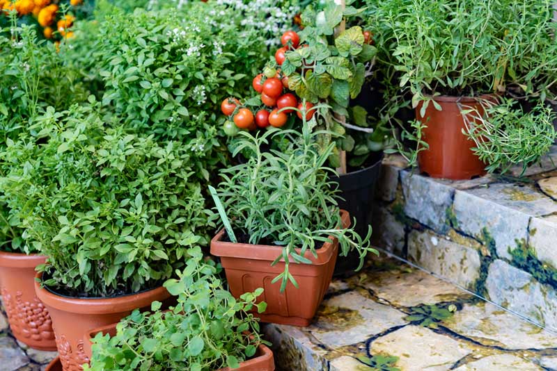 Vegetable Container garden