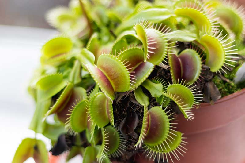 Venus flytraps