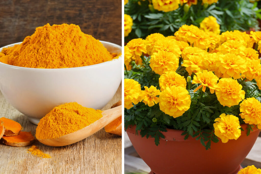 benefits turmeric