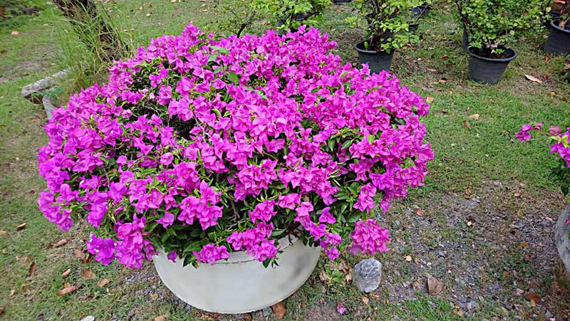 bougainvillea in pot