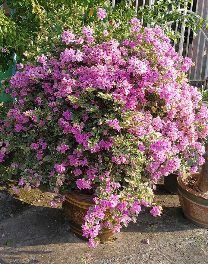 pink Bougainvillea