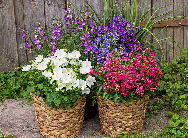 plants in flower pots