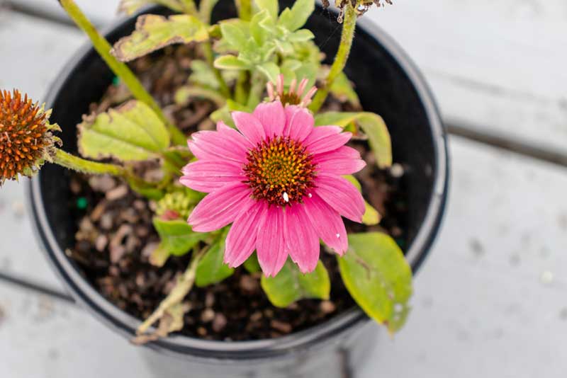 potted coneflowers