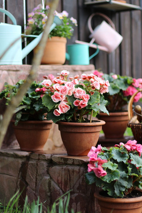 terra cotta pots