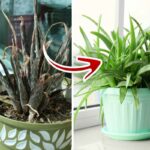 tips growing aloe vera