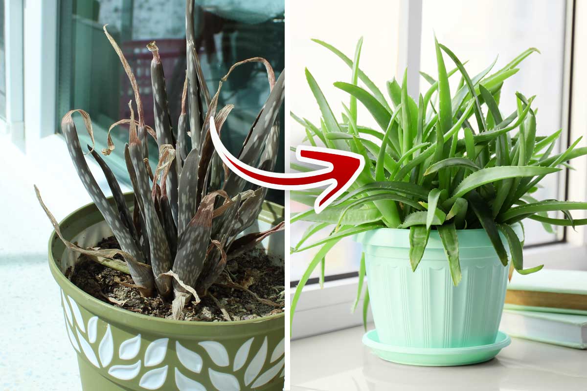 tips growing aloe vera