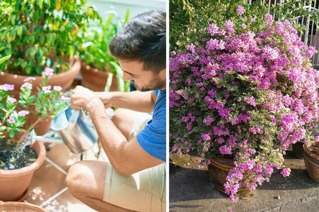 watering your containers