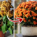 Reviving Mums