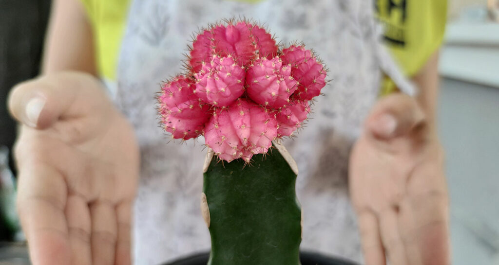 How to Graft a Moon Cactus