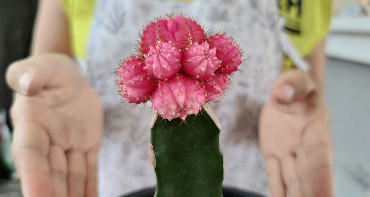 How to Graft a Moon Cactus