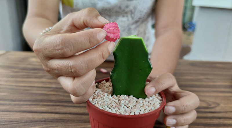 moon cactus grafting process