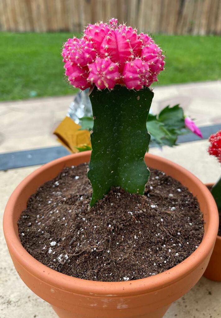 pink moon cactus