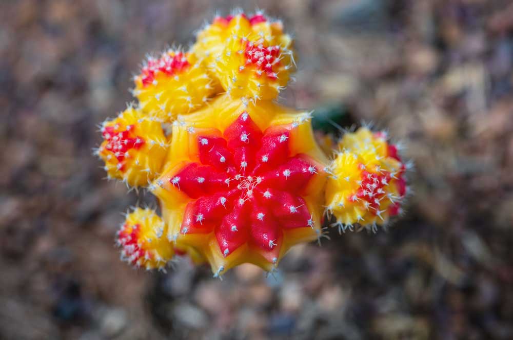 red yellow moon cactus