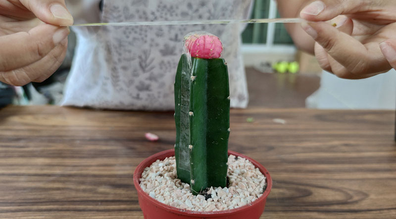 tape moon cactus graft