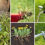 weed removal tool